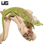 Antimena chameleons For Sale - Underground Reptiles
