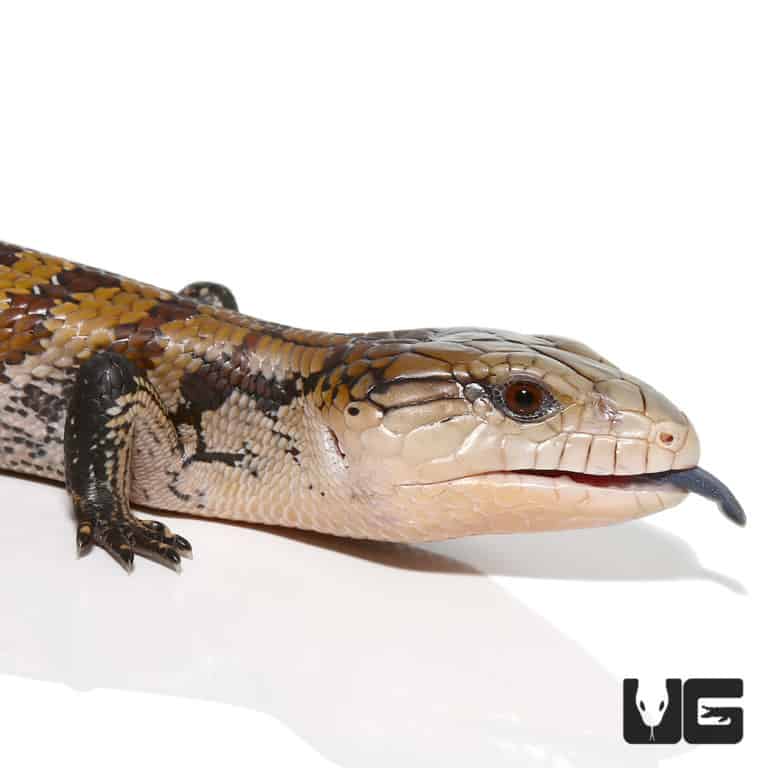 Baby Aru Blue Tongue Skinks (T. scincoides chimaerea) For Sale ...