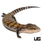 Baby Aru Blue Tongue Skinks For Sale - Underground Reptiles