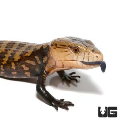 Baby Biak Blue Tongue Skinks For Sale - Underground Reptiles