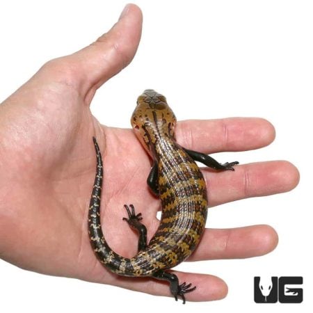 Baby Biak Blue Tongue Skinks For Sale - Underground Reptiles