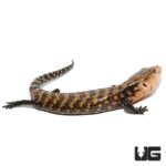 Baby Biak Blue Tongue Skinks For Sale - Underground Reptiles