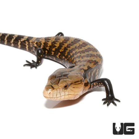 Baby Biak Blue Tongue Skinks For Sale - Underground Reptiles