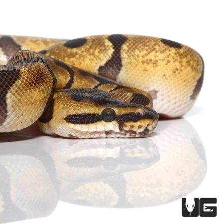 Hyper Enchi Het Albino Ball Python, baby female, showcasing vibrant yellow and black pattern.