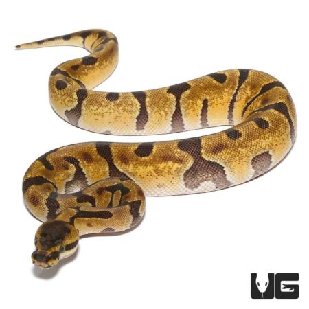 Baby Hypo Enchi Het Albino Ball Python For Sale - Underground Reptiles