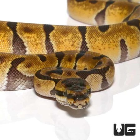 Baby Hypo Enchi Het Albino Ball Python For Sale - Underground Reptiles