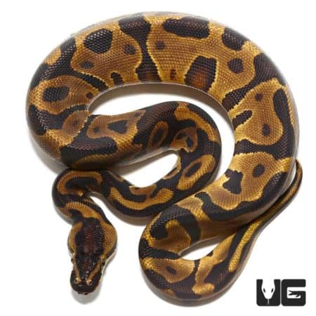 Baby Leopard Enchi Yellowbelly Ball Python for sale - Underground Reptiles