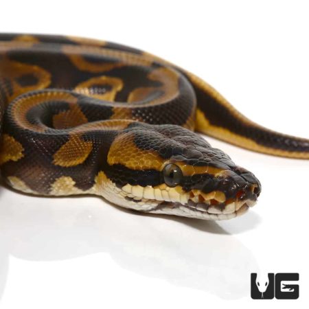 Baby Leopard Enchi Yellowbelly Ball Python for sale - Underground Reptiles