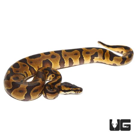Baby Leopard Enchi Yellowbelly Ball Python for sale - Underground Reptiles