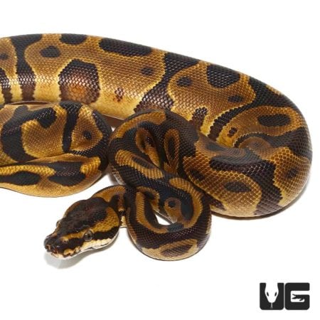Baby Leopard Enchi Yellowbelly Ball Python for sale - Underground Reptiles