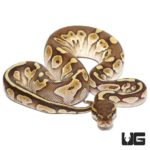 Baby Lesser Het Ultramel Ball Python For Sale - Underground Reptiles