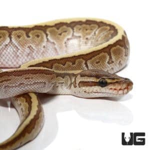 Ball Pythons For Sale - Underground Reptiles