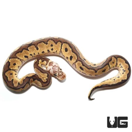 Baby Pastel Clown Ball Python For Sale - Underground Reptiles