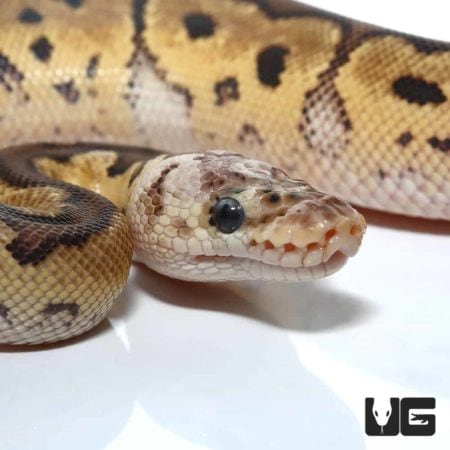 Baby Pastel Clown Ball Python For Sale - Underground Reptiles