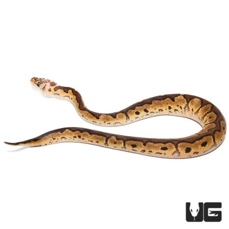 Baby Pastel Clown Ball Python For Sale - Underground Reptiles