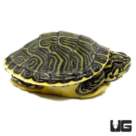 Peninsula Cooter Turtles For Sale - Underground Reptiles