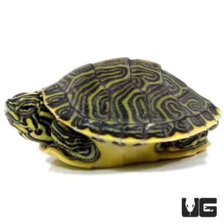 Turtles For Sale - Underground Reptiles