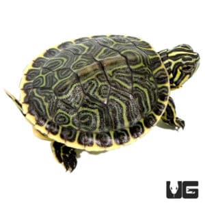 Juvenile Peninsula Cooter Turtles For Sale - Underground Reptiles