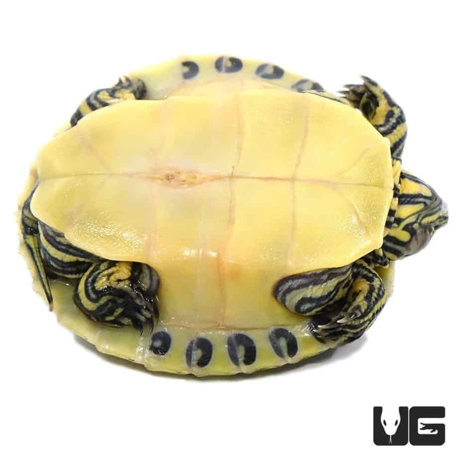 Juvenile Peninsula Cooter Turtles For Sale - Underground Reptiles