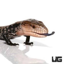 Baby Sorong Blue Tongue Skinks For Sale - Underground Reptiles