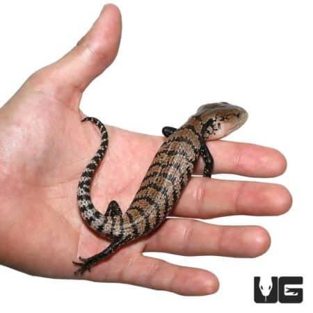 Baby Sorong Blue Tongue Skink, a vibrant and unique reptile species, perfect for exotic pet collecti.