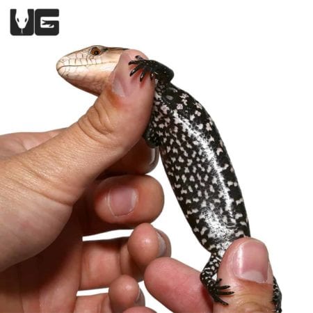 Small Sorong Blue Tongue Skink held gently by hand, showcasing its vibrant black and white patterned.