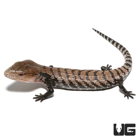 Baby Sorong Blue Tongue Skink, vibrant and healthy reptile for sale. Perfect for reptile enthusiasts.