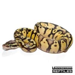 Baby Super Pastel Ball Python for sale - Underground Reptiles