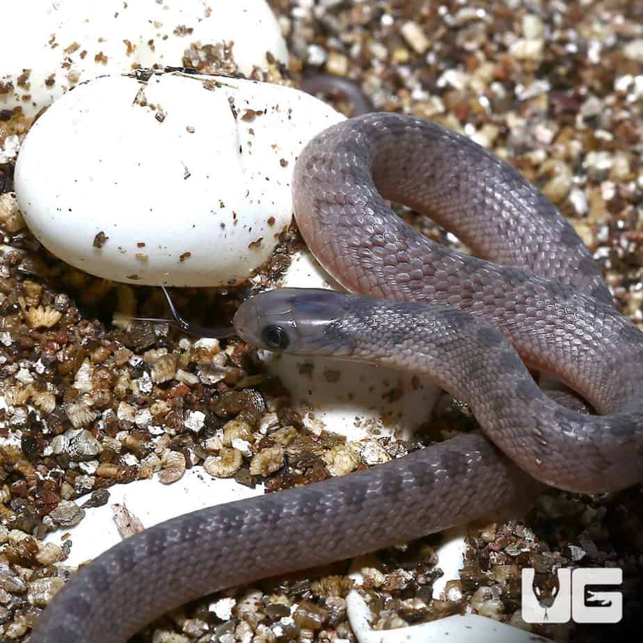 Baby West African Egg Eating Snakes For Sale - Underground Reptiles