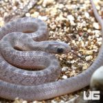 Baby African Egg Eating Snakes For Sale - Underground Reptiles