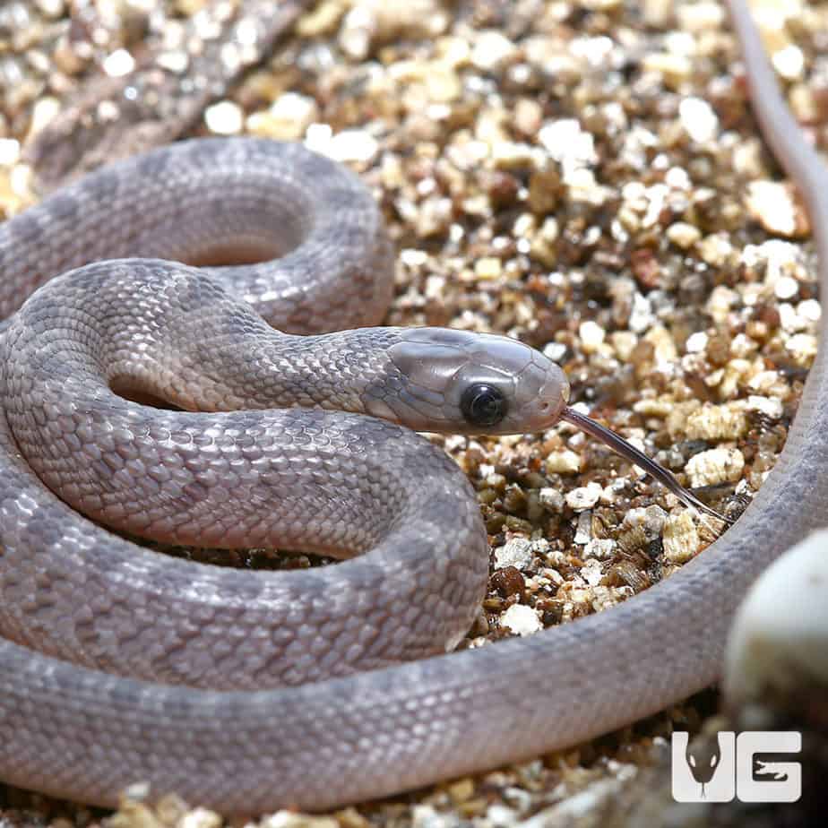 Baby West African Egg Eating Snakes For Sale - Underground Reptiles