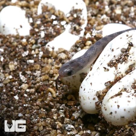 Close-up of a baby West African Egg Eating Snake near eggs on substrate.