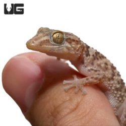 Mocquard's Madagascar Ground Gecko (Bastardi)s For Sale - Underground Reptiles