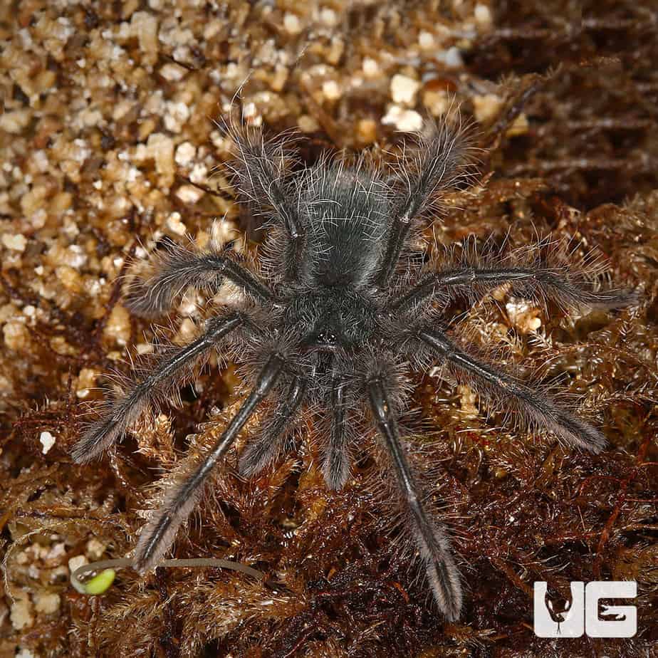 Blondi Goliath Birdeater Tarantula (Theraphosa blondi) For Sale