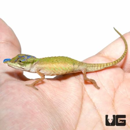 Blue Nose Chameleons For Sale - Underground Reptiles