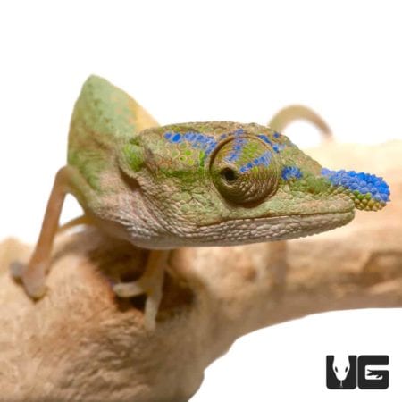 Blue Nose Chameleon on a branch with vibrant colors and textured skin.