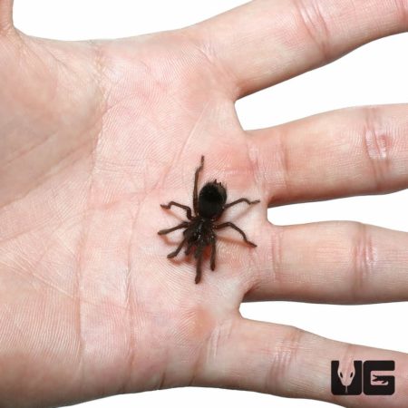 Bolivian Blue Leg Birdeater Tarantula (Pamphobeteus antinous) For Sale - Underground Reptiles
