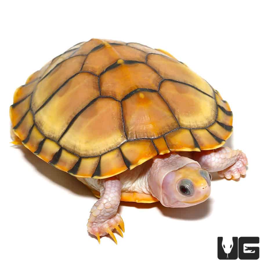 Turtles For Sale - Underground Reptiles