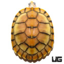 Caramel Pink Albino Red Ear Slider Turtles For Sale - Underground Reptiles