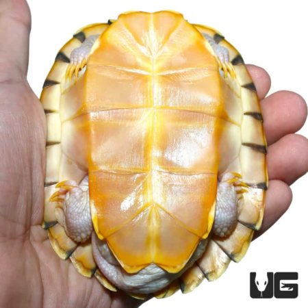 Caramel Pink Albino Red Ear Slider Turtles (Trachemys scripta elegans ...