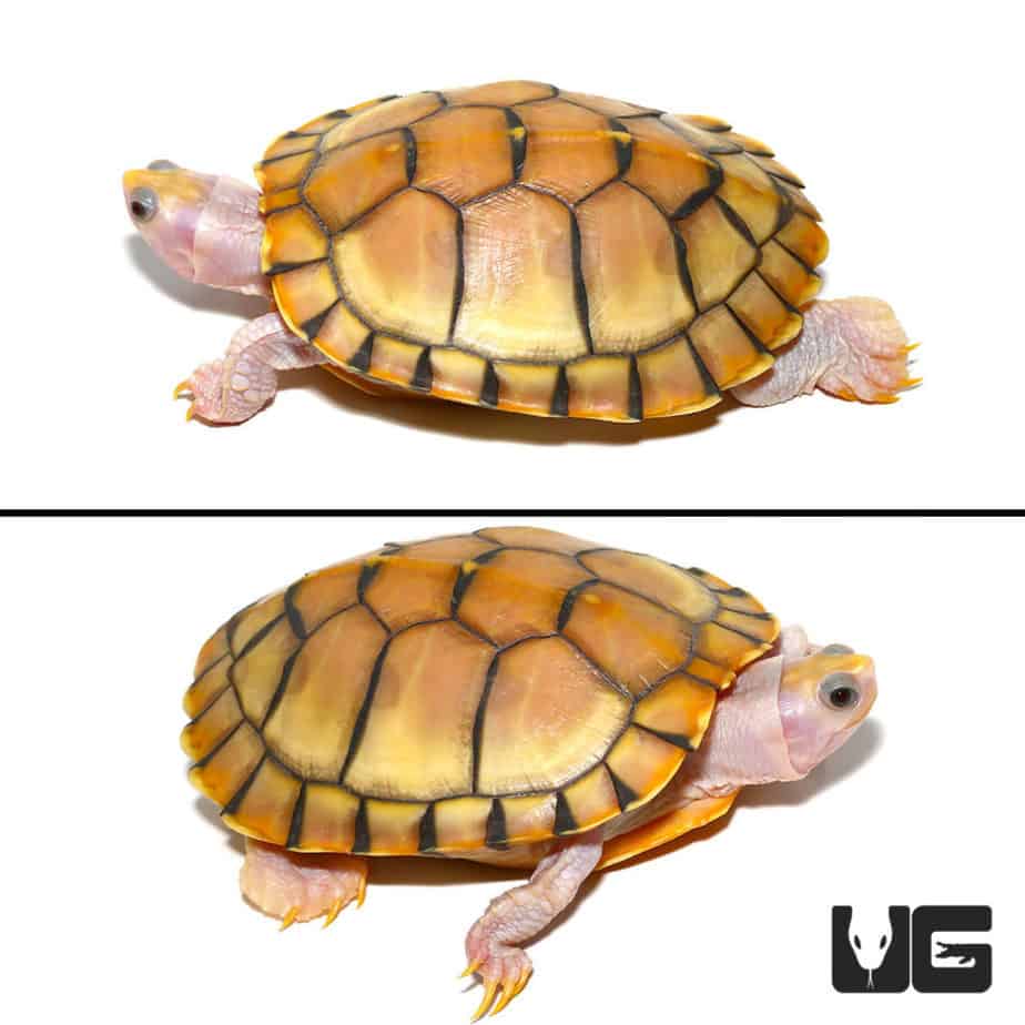 Caramel Pink Albino Red Ear Slider Turtles (Trachemys scripta elegans ...