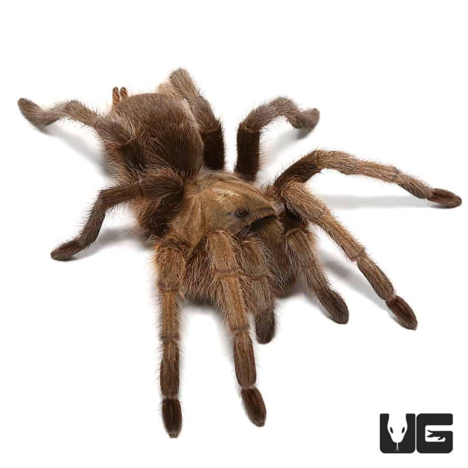 Carlsbad Green Tarantula (Aphonopelma gabeli) For Sale - Underground ...