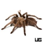 Carlsbad Green Tarantula For Sale - Underground Reptiles
