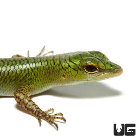 Baby Emerald Tree Skinks For Sale - Underground Reptiles