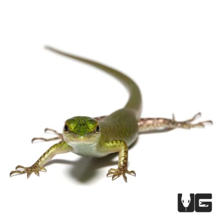 Emerald Tree Skink, captive-bred baby, showcasing vibrant green coloration. Perfect for reptile enth.