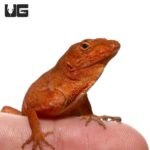 Cherry Anoles For Sale - Underground Reptiles