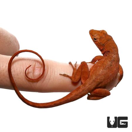 Anole lizard perched on a finger, showcasing vibrant coloration and small size.