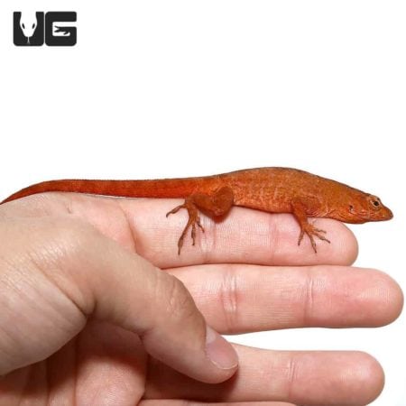 Anole lizard perched on a person's finger, showcasing its vibrant orange color and small size.