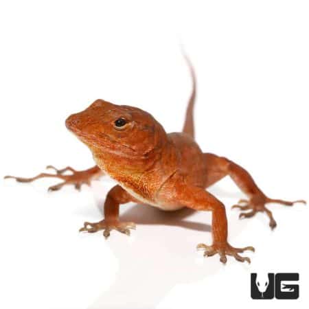 Cherry Anoles For Sale - Underground Reptiles