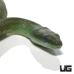 Common Green Racers For Sale - Underground Reptiles
